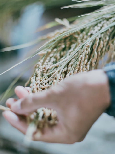 ひなたファーム（岡山県総社市産）令和7年度  自然栽培米 朝日