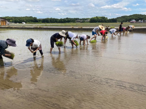 ひなたファーム（岡山県総社市産）令和7年度  自然栽培米 朝日